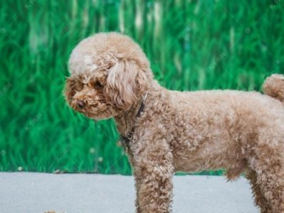 贵宾犬胃炎防治全攻略（从饮食、生活习惯到药物治疗，一一为你解答）