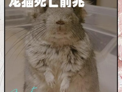 龙猫的怀孕周期及生产时间（龙猫的繁殖特点及生产过程解析）