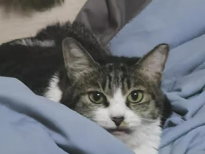 猫咪的嗅觉世界（探索猫咪嗅觉的奇妙能力及其对生活的影响）