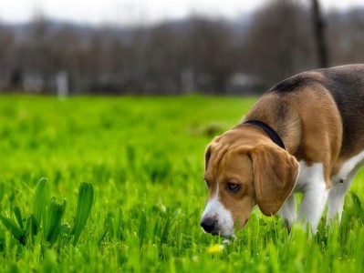 金毛犬吃草的原因与对策（探究金毛犬吃草现象，提供科学的解决方案）