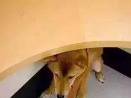 为何狗狗会晕针？（探究狗狗晕针原因与解决办法）