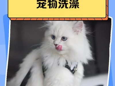 金毛犬的运动量与体力分析（了解金毛犬的运动需求和保护体力的方法）