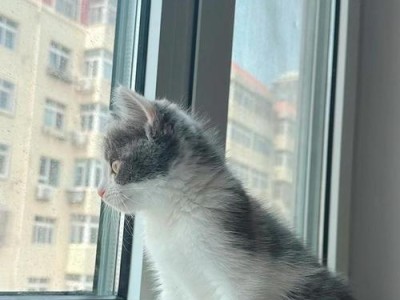 探究折耳猫咪站立的疾病原因（揭秘折耳猫咪站立问题的根源与解决方法）