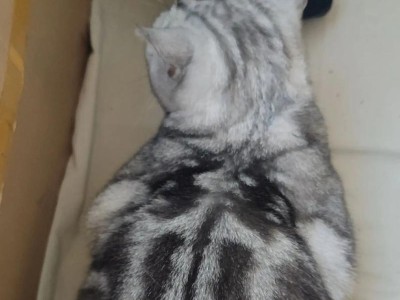 小猫睁眼的时刻（探寻小猫眼睛的奥秘）