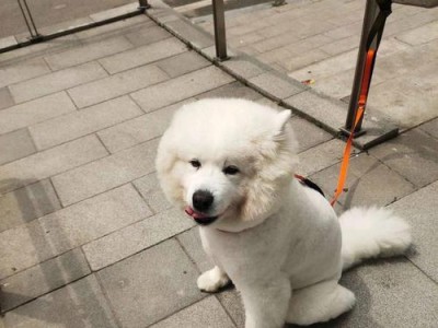 如何救助被呛水的好动狗狗（解决好动狗狗洗澡中呛水问题的有效方法）