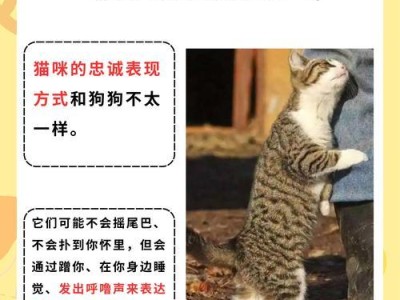 猫咪的记忆时间（探讨猫咪的记忆力及其对主人的记忆时间）