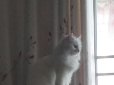 猫过敏的原因及处理方法（揭开猫过敏的神秘面纱，保护您和猫咪的健康）