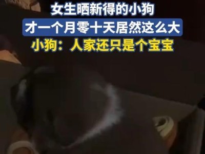小狗一天睡多久？（揭秘小狗的睡眠习惯及影响因素）