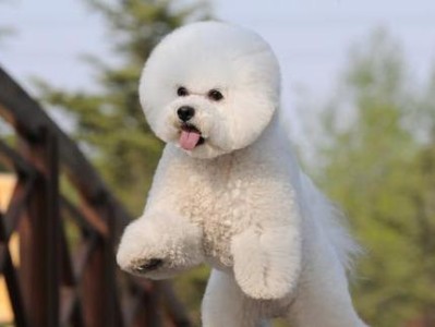 如何养好比熊犬？（了解比熊犬的分离焦虑症）