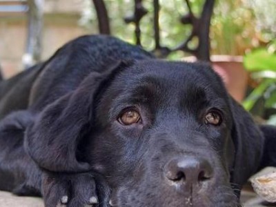 拉布拉多犬养育人数相对较少的原因（探寻拉布拉多犬养育人数稀少的因素及其影响）