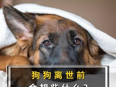 狗临死前的表现——揭秘它们的告别方式（动物世界中的细腻情感与离别之痛）