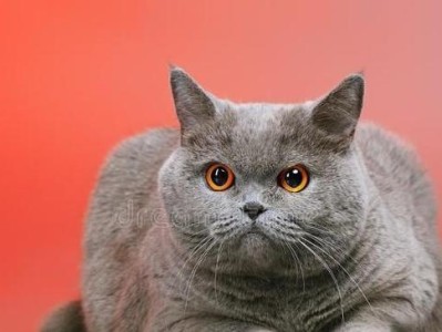 小猫胡子的神奇之处（探秘小猫胡子的独特特征和功能）