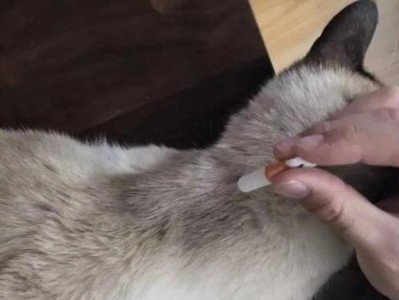 猫吃完驱虫药排出的虫是什么样的？（了解猫吃完驱虫药后排出的虫的形态特征及相关信息）