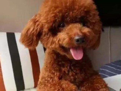 如何帮助泰迪缓解便秘问题（为你的泰迪提供正确的饮食和护理，解决便秘问题）