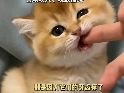 猫咪为什么喜欢咬主人？（探索猫咪咬主人的原因及解决方法）