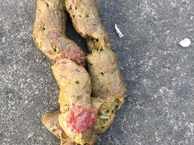 幼犬金毛的排便频率（金毛幼犬拉屎频率和养护注意事项）