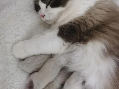 猫咪的成长时间究竟有多久？（揭秘猫咪成年的岁月长河）