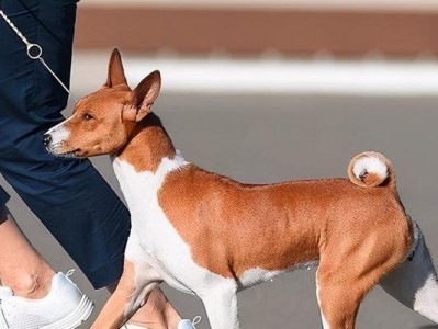 巴仙吉犬饲养全指南（了解巴仙吉犬的特点，让你成为专业的饲养者）