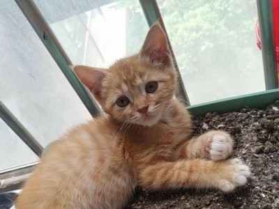 猫咪不停叫，我们该如何理解（猫咪叫声的解析与沟通技巧）