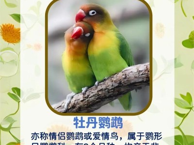 鹦鹉的食物选择与颜色（探究鹦鹉所能食用的不同颜色食物及其营养价值）