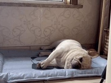 狗中暑致命症状揭秘（了解你的爱犬，预防中暑的关键）