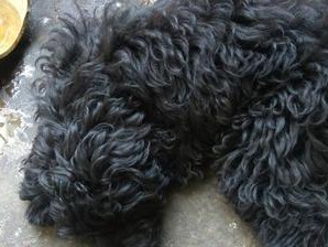 狗狗呕吐黑色液体的原因（探寻狗狗呕吐黑色液体的医疗问题）