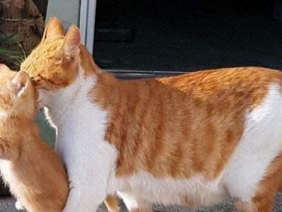 猫咪为何频繁咬自己身上？（探究猫咪咬自身的原因及应对方法）