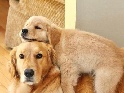 金毛犬训练的正确方法（培养金毛犬良好行为习惯的关键）