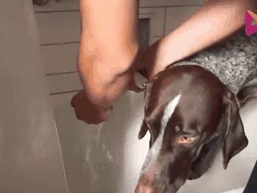 阿拉斯加幼犬洗澡时间及注意事项（保持幼犬清洁健康的关键）
