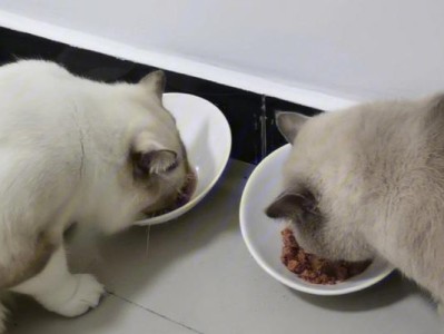 如何正确喂养三个月大的猫猫（科学饲养方法让你的小猫快乐成长）
