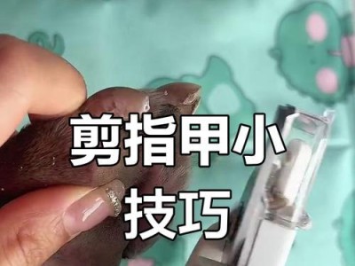 如何正确为狗狗修剪指甲（掌握以下关键技巧，让狗狗的修剪过程变得更容易）