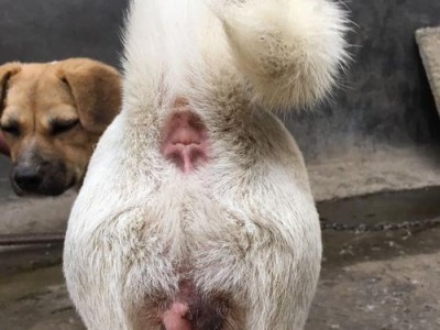 没有配上的狗水门会在多久后收缩？（狗水门配齐的重要性及影响因素分析）