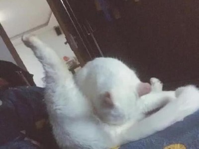 幼猫排便与排尿的关键事项（刺激幼猫排便的方法与技巧）