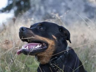 如何让你的罗威纳犬减肥（以科学方法让宠物健康瘦身）