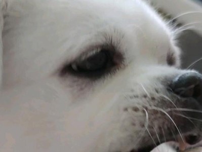 揭秘狗狗喜欢撕纸的5种原因（探究狗狗撕纸行为的原因及解决方法）