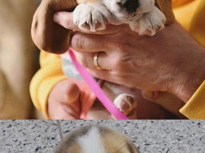 探秘米格鲁犬的魅力（了解米格鲁犬的品种特点及养育经验）