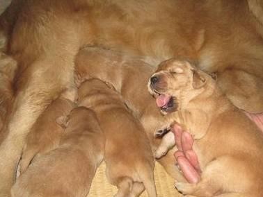 母犬配种后多久能吃？（了解母犬产后喂食的时机）