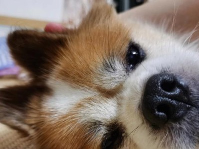 兔子品种多样，分类方向各异（探究兔子常见分类品种及其特点）