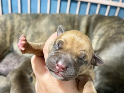 卡斯罗犬的饮食要点（提供健康饮食，让卡斯罗犬幸福成长）