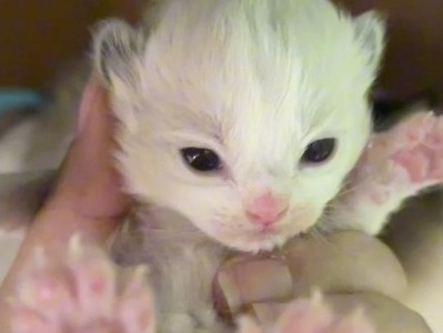 如何照顾小奶猫？饲养小奶猫的技巧（为它们提供温暖和关爱，让小奶猫快乐成长！）