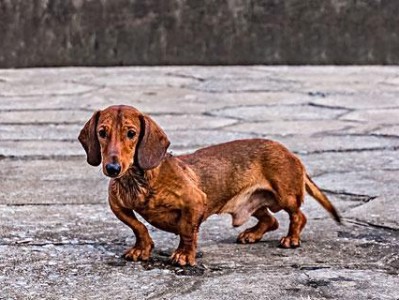 教你如何训练腊肠犬学罚站（宠物训练法，让你的腊肠犬变得听话乖巧）