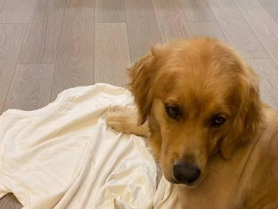 宠物狗剃毛后的护理指南（为你的爱犬提供完善的毛发护理）