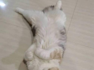 加菲猫的优秀繁殖特点（探索加菲猫的繁殖优势与特点）