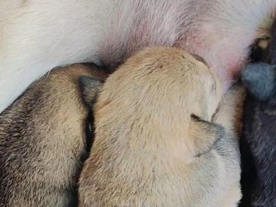 母犬的配种周期及影响因素（揭秘母犬配种周期的奥秘，助你科学繁育优质后代）