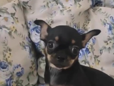 吉娃娃幼犬的饮食频率及喂养技巧（一天几次最适合？学会科学喂养，让吉娃娃幼犬健康成长）