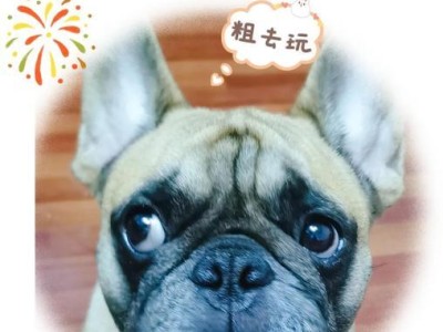 法斗犬的优缺点揭秘（了解法斗犬的优势和劣势，做明智的选择）