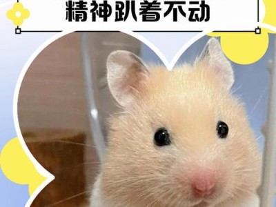 仓鼠为何拒绝进食？（探索仓鼠拒食的原因及应对方法）