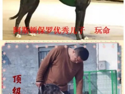 格力母犬玩耍的持续时间有多久？（了解格力母犬玩耍的时间限制以及适当的活动量）