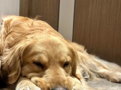 如何正确喂养和训练小金毛狗狗（建立健康饮食习惯和优质训练时间的重要性）