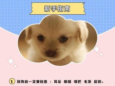 幼犬喂养指南——4-5月的关键护理（从饮食到健康，全面解析幼犬喂养要点）